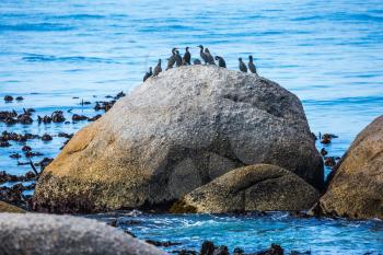 Huge boulders on the beach of the Atlantic Ocean. The concept of  ecotourism. Boulders Penguin Colony in the Table Mountain National Park. African black-and-white penguins