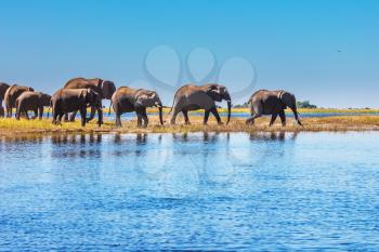  Watering in the Okavango Delta. Herd of elephants adults and cubs crossing river in shallow water. The oldest national park in Botswana - Chobe National Park