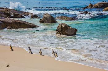 Boulders Penguin Colony in the Table Mountain National Park. African black-white penguins. The concept of active and ecotourism. Huge boulders on the beach of the Atlantic Ocean