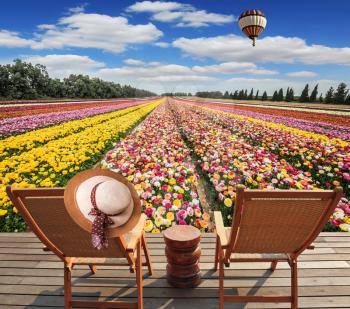 Great multi-colored balloon flies over flower field.  Israeli kibbutz on the border with Gaza Strip.  Two chaise-longue standing on wooden platform