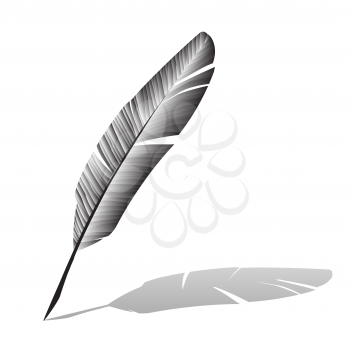 black and white feather on background