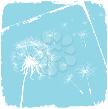 card with dandelion and grunge blue background