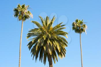 Royalty Free Photo of Three Palm Trees and a Blue Sky