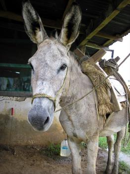 Royalty Free Photo of a Donkey     