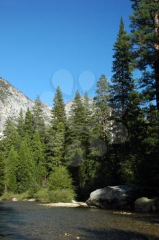 Royalty Free Photo of Redwood Trees in Kings Canyon National Park