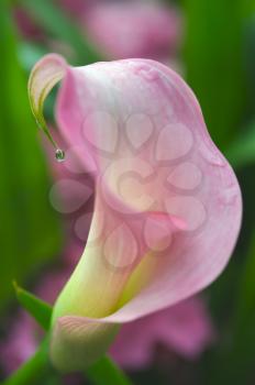 Royalty Free Photo of a Flower Petal With Water on the Tips