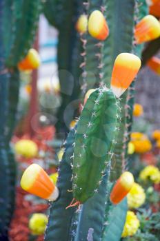Royalty Free Photo of Candy Corn on Cactus For Halloween