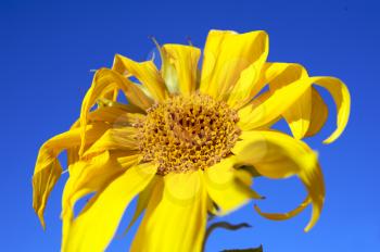 Royalty Free Photo of a Wilting Yellow Flower