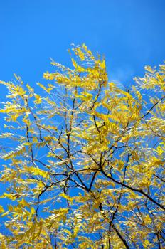 Royalty Free Photo of a Yellow Tree
