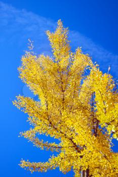 Royalty Free Photo of a Golden Tree in Fall