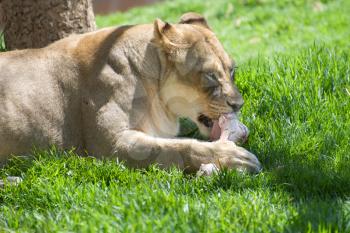 Royalty Free Photo of a Female Lion Eating a Bone