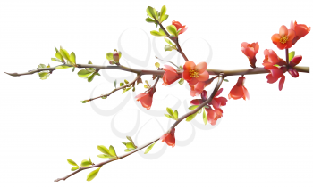 Blossoming Clipart
