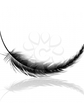 Royalty Free Clipart Image of a Black Feather