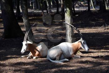 Two antelopes sitting in the forest