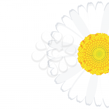 Daisy flower background with place for your text