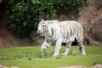 White tiger walking in natural background