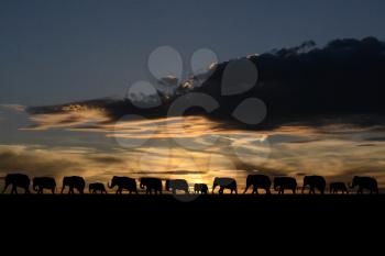 Herd of elephants at sunset
