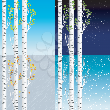 Four seasons illustration with birch tree