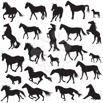 Silhouettes of horses on white background