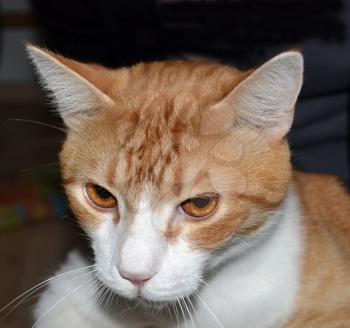 Close-up Portrait of Ginger Tomcat. Front view