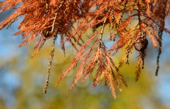 Cones of Bald Cypress (Taxodium distichum) with red autumn foliage on green background
