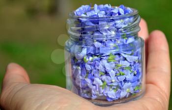 Woman hand hold a small jar with blue  flowers