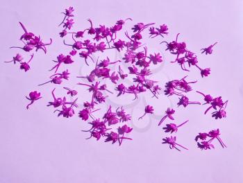 Group of pink  pyramidal orchid flower