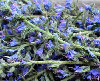 Inflorescences of the viper's bugloss medicinal plant in a heap