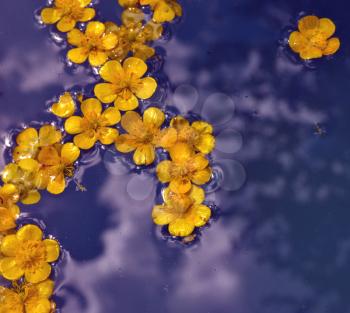 Yellow flowers floating over violet water