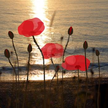Hand drawn poppies on the background of a beach at sunrise time 