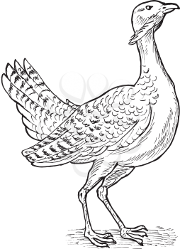 Royalty Free Clipart Image of a Sketch of a Wild Turkey