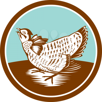Illustration of a prairie chicken looking up set inside circle done in retro woodcut style on isolated background