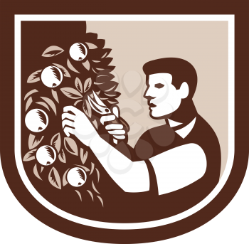 Illustration of grower gardener pruning a tree branch with fruits using shears viewed from side set inside shield crest on isolated white background done in retro style.