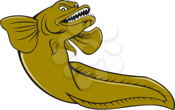 Illustration of an angry eelpout, ray-finned fish family Zoarcidae, viewed from a low angle on isolated white background done in cartoon style.