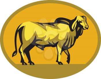 Illustration of a brahman bull looking front viewed from the side set inside oval shape on isolated background done in retro style. 