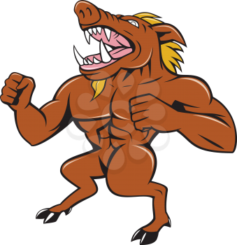 Illustration of an angry wild boar standing with a man's body and boar's feet roaring pumping chest looking to the side set inside on isolated white background done in cartoon style. 