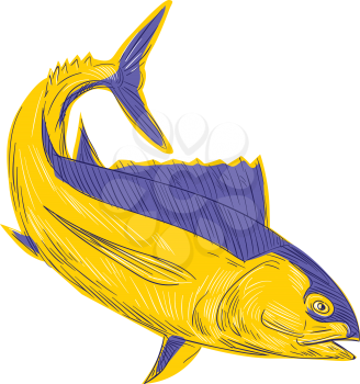 Drawing sketch style illustration of albacore tuna fish also known as  albacore fish,albicore, albie, pigfish, tombo ahi, binnaga, Pacific albacore, bonito del Norte, German bonito , longfin, longfin 