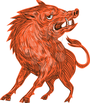 Drawing sketch style illustration of an angry wild pig boar razorback ready to attack looking to the side viewed from front set on isolated white background. 