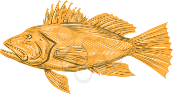 Drawing sketch style illustration of a Black sea bass or Centropristis striata, an exclusively marine grouper viewed from the side set on isolated white background. 