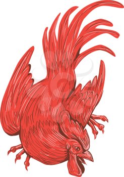 Drawing sketch style illustration of a chicken rooster crouching viewed from front set on isolated white background. 