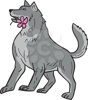Drawing sketch style illustration of a timber wolf biting holding a plumeria flower in mouth looking to the side set on isolated white background.   