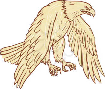 Drawing sketch style illustration of bald eagle flying with wings down viewed from the side set on isolated white background. 