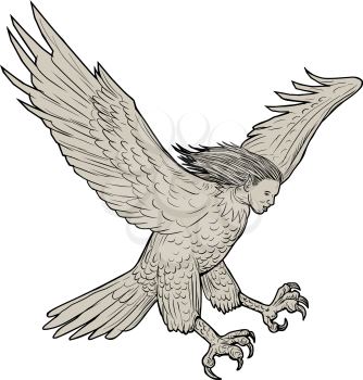 Drawing sketch style illustration of a harpy, in Greek and Roman, mythology, a female bird with a woman's face swooping looking down viewed from the side set on isolated white background. 