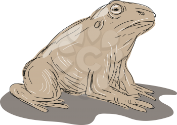  Illustration of a Toad Frog Sitting viewed from Side done in Drawing style.