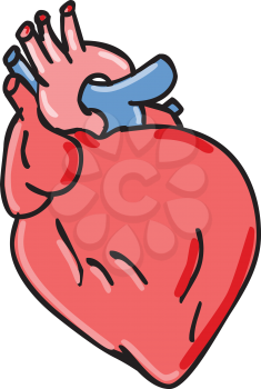 Cartoon style illustration of a human heart anatomy, an organ that pumps blood throughout the body via the circulatory system on isolated white background.