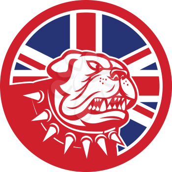Icon retro style illustration of head of an English Bulldog or British Bulldog waering spiked collar with United Kingdom UK, Great Britain Union Jack flag set inside circle on isolated background.