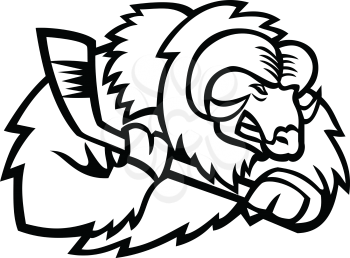 Mascot icon illustration of head of a muskox, musk ox or musk-ox, an Arctic hoofed mammal of the family Bovidae, with ice hockey stick viewed from side on isolated background in retro style.