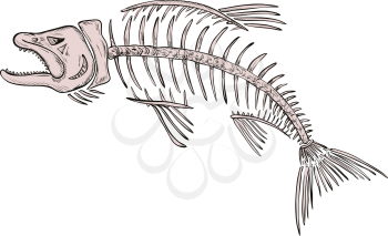 Drawing sketch style illustration of a skeletal system or skeleton of  king salmon or trout viewed from side on isolated white background.