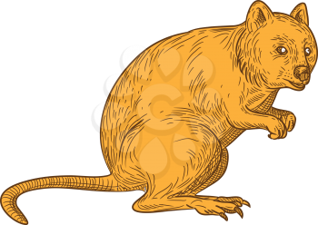 Drawing sketch style illustration of a quokka, Setonix brachyurus, a small macropod marsupial native to  Western Australia on isolated white background in color.