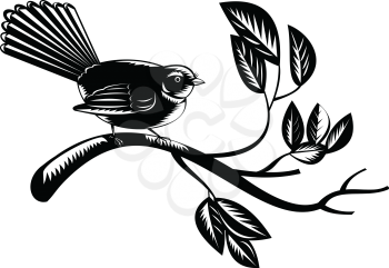 Retro woodcut style illustration of a New Zealand fantail Rhipidura fuliginosa, a small insectivorous bird with distinctive fanned tail perching on branch on isolated background in black and white.